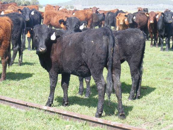 May 2020 Yearling Heifers