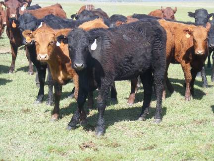 May 2020 Yearling Heifers