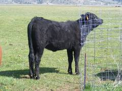 May 2020 Yearling Heifers