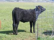 May 2020 Yearling Heifers