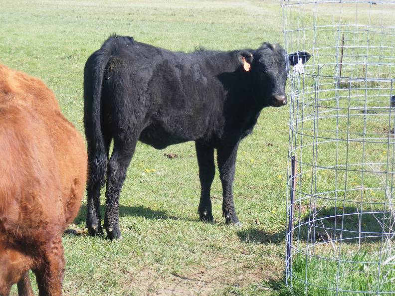 May 2020 Yearling Heifers