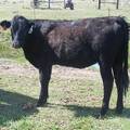 May 2020 Yearling Heifers