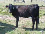 May 2020 Yearling Heifers