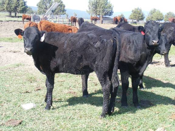 May 2020 Yearling Heifers