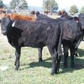 May 2020 Yearling Heifers