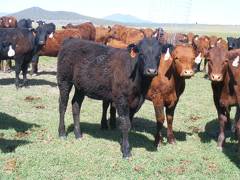 May 2020 Yearling Heifers