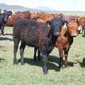 May 2020 Yearling Heifers