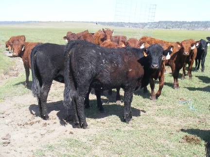 May 2020 Yearling Heifers