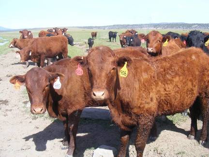 May 2020 Yearling Heifers