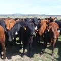 May 2020 Yearling Heifers