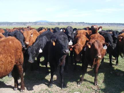 May 2020 Yearling Heifers