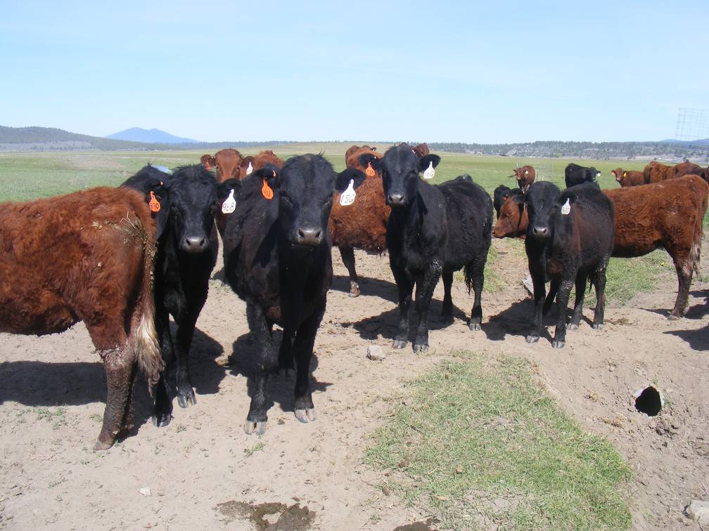 May 2020 Yearling Heifers