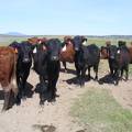 May 2020 Yearling Heifers