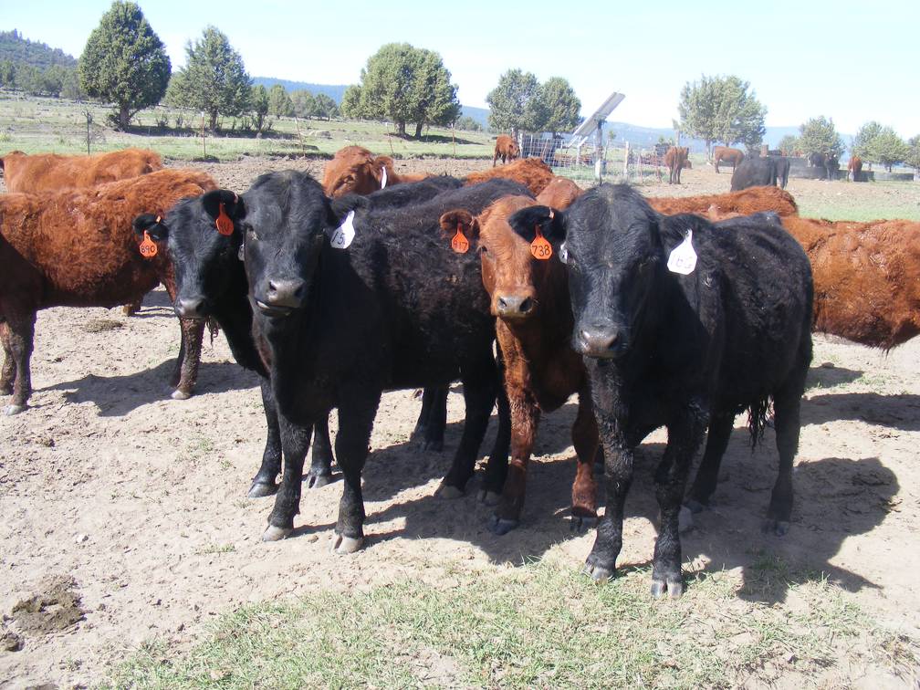 May 2020 Yearling Heifers