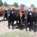 May 2020 Yearling Heifers