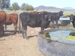 May 2020 Yearling Heifers