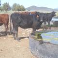 May 2020 Yearling Heifers