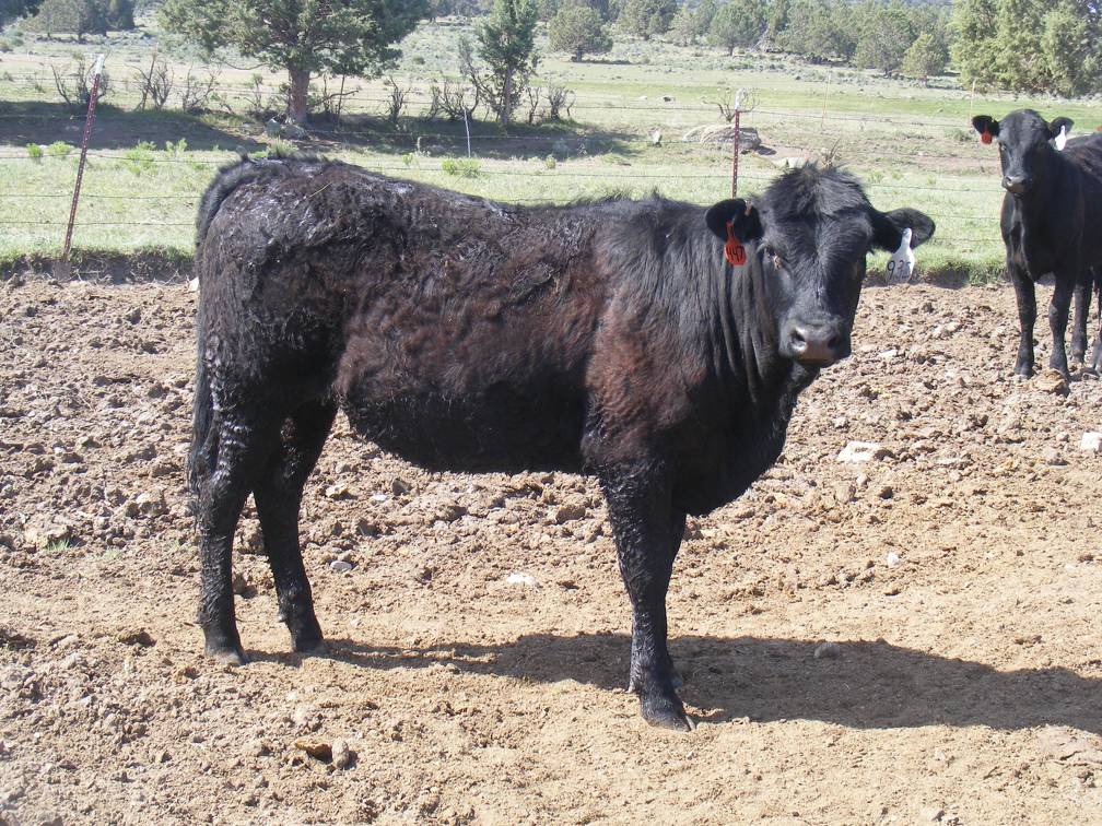 May 2020 Yearling Heifers