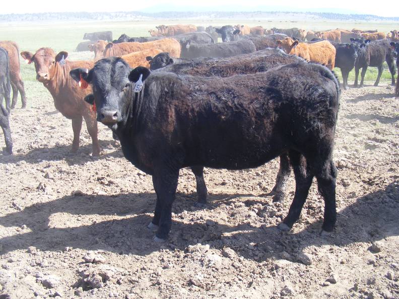 May 2020 Yearling Heifers