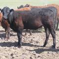 May 2020 Yearling Heifers