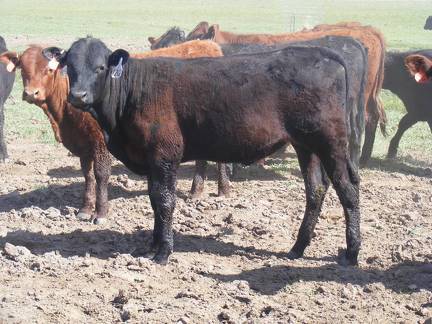 May 2020 Yearling Heifers