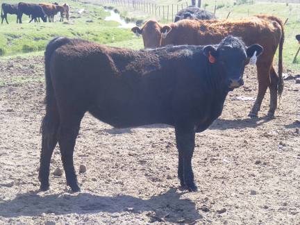 May 2020 Yearling Heifers