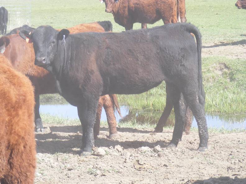 May 2020 Yearling Heifers