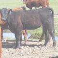 May 2020 Yearling Heifers