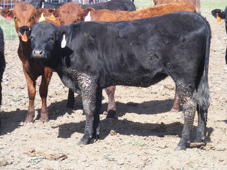 May 2020 Yearling Heifers