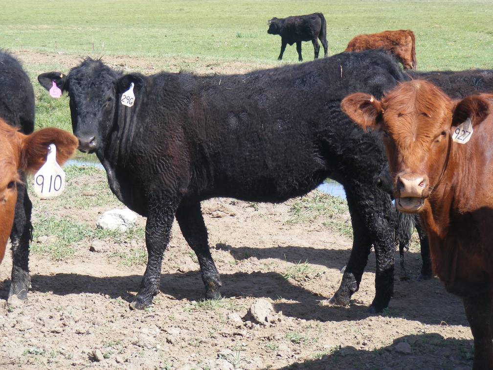 May 2020 Yearling Heifers