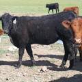 May 2020 Yearling Heifers