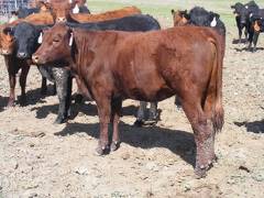 May 2020 Yearling Heifers