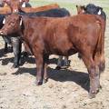 May 2020 Yearling Heifers