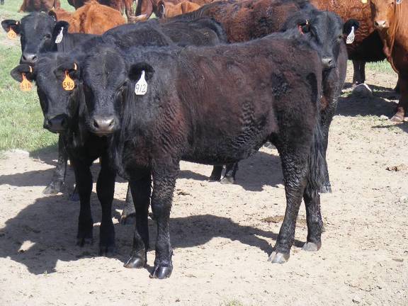 May 2020 Yearling Heifers