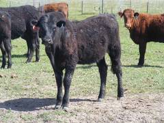 May 2020 Yearling Heifers