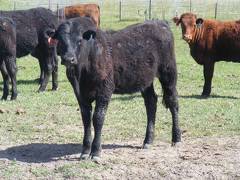 May 2020 Yearling Heifers