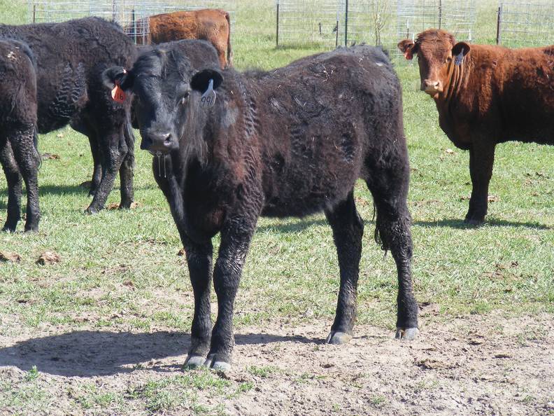 May 2020 Yearling Heifers