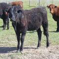 May 2020 Yearling Heifers