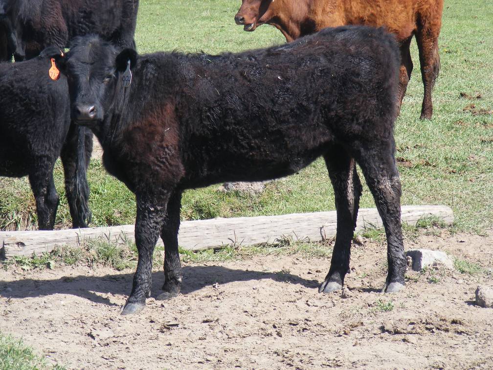 May 2020 Yearling Heifers