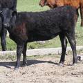 May 2020 Yearling Heifers