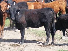 May 2020 Yearling Heifers