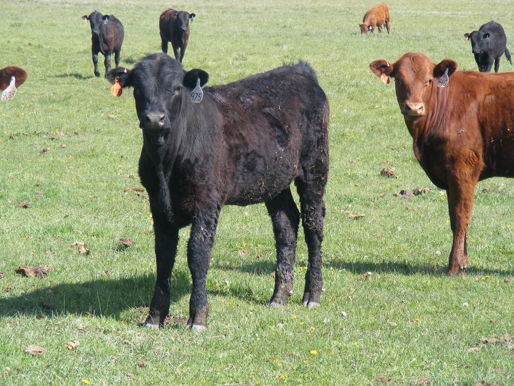 May 2020 Yearling Heifers