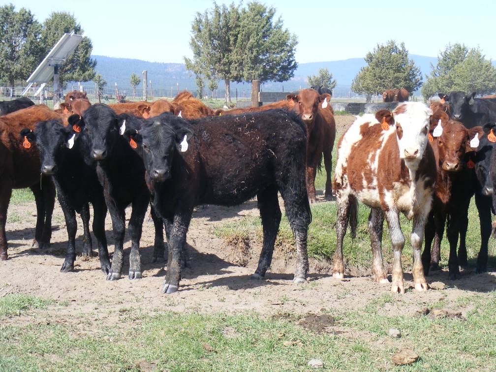 May 2020 Yearling Heifers