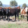 May 2020 Yearling Heifers