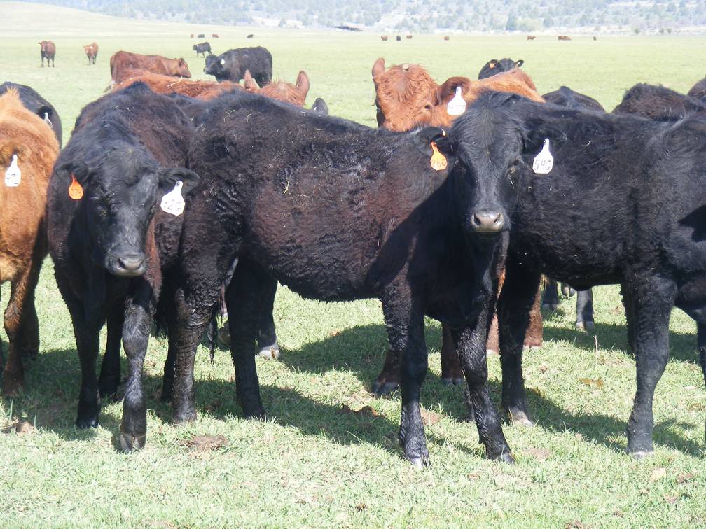 May 2020 Yearling Heifers