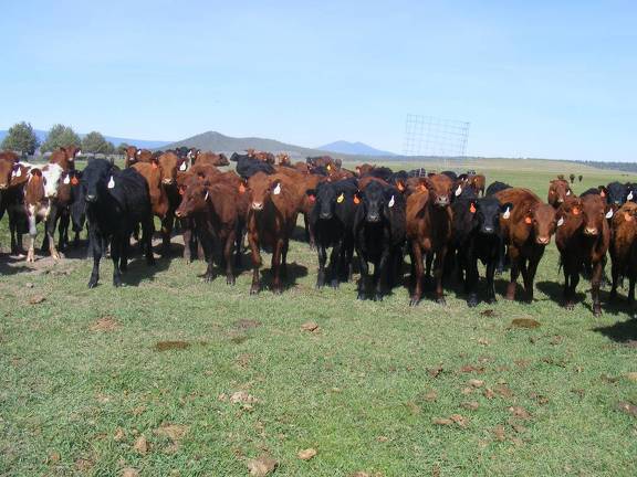 May 2020 Yearling Heifers