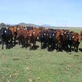 May 2020 Yearling Heifers