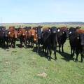 May 2020 Yearling Heifers