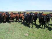 May 2020 Yearling Heifers