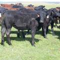 May 2020 Yearling Heifers